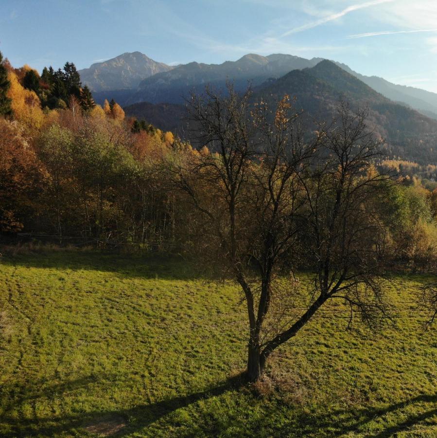 Cabana Vanatorului Risnov Bagian luar foto