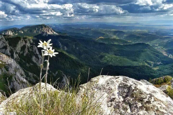Cabana Vanatorului Risnov Bagian luar foto